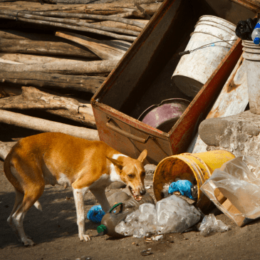Stray dogs India