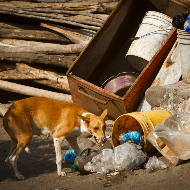 Stray dogs India
