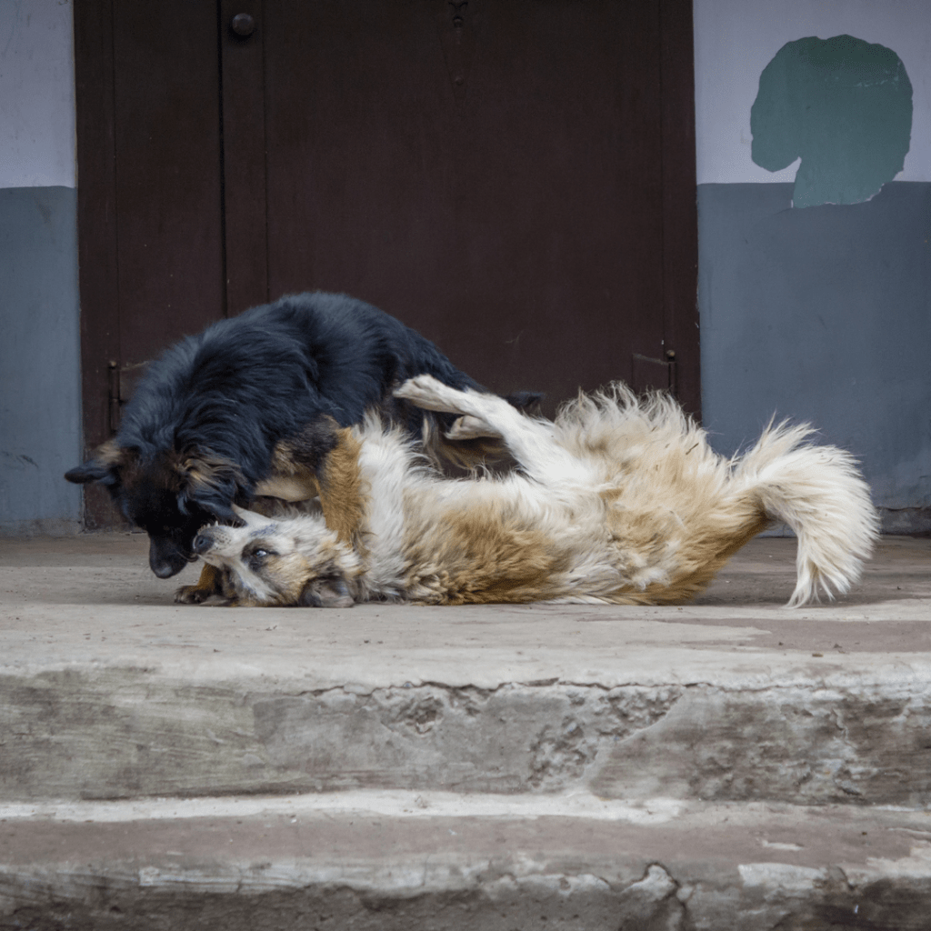 Stray dogs India